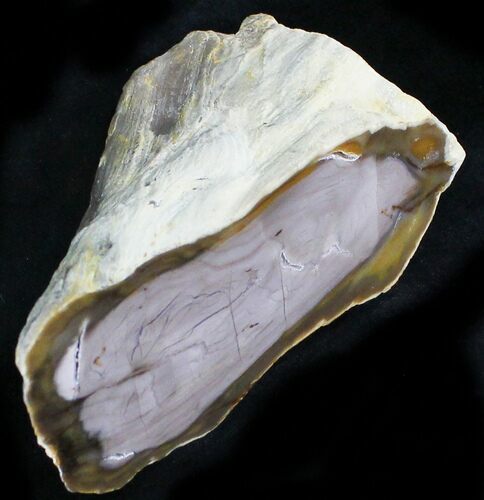 Polished Petrified Wood Chunk - Saddle Mountain, WA #24242